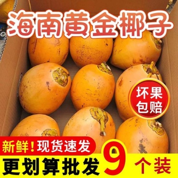 海南三亚黄金椰批发代发全国全年
