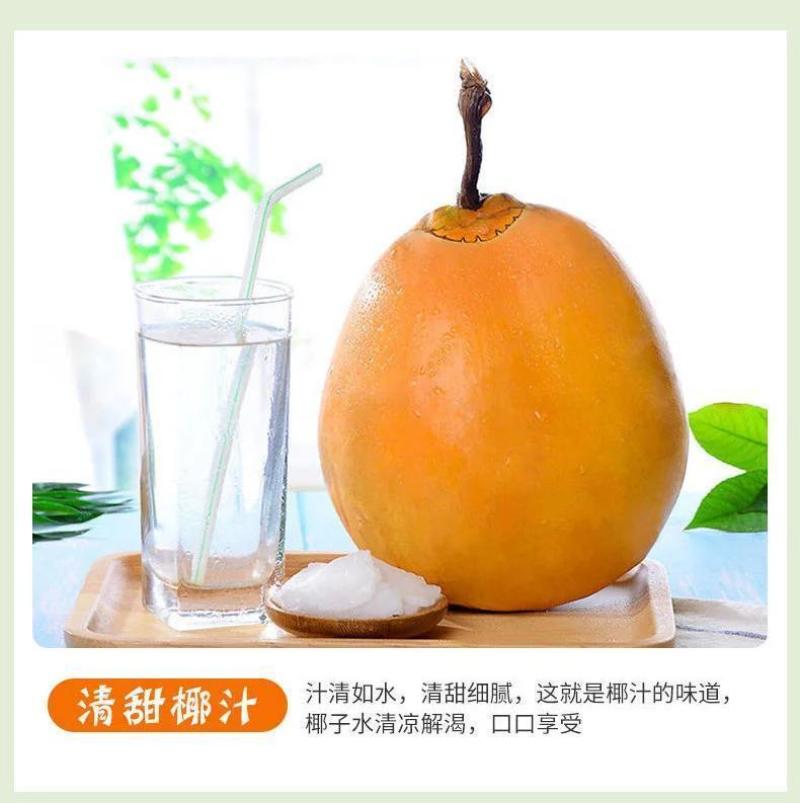 海南三亚黄金椰批发代发全国全年