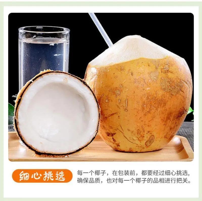 海南三亚黄金椰批发代发全国全年