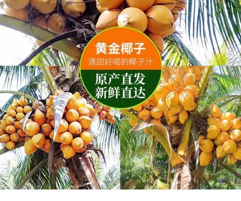 海南三亚黄金椰批发代发全国全年
