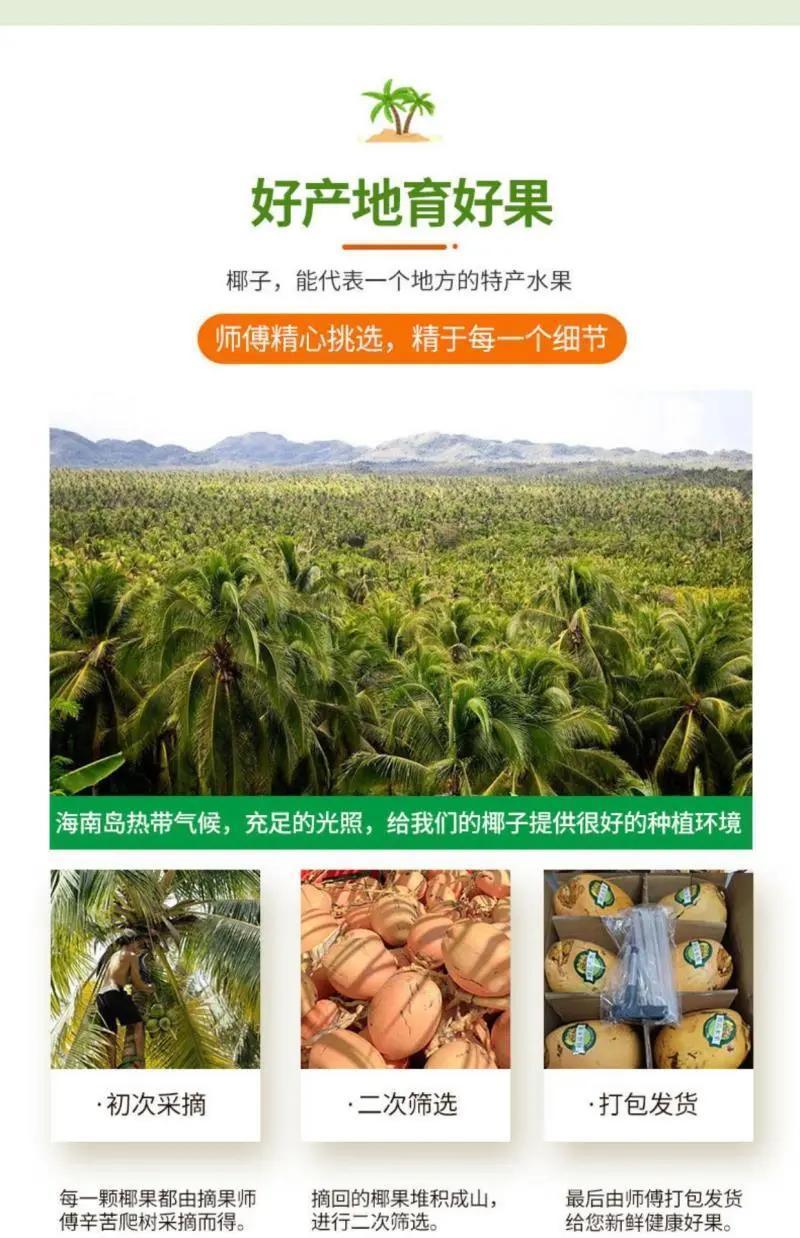 海南三亚黄金椰批发代发全国全年