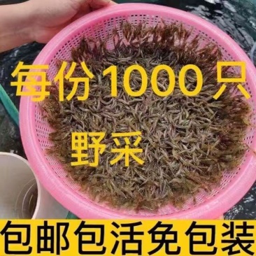 黑壳虾草缸清洁虾乌龟龙鱼饲料除藻虾观赏虾工具虾草虾活体虾