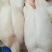 鹅肉二光鹅鲜货冻货整鹅规格齐全光鹅烧腊专用欢迎