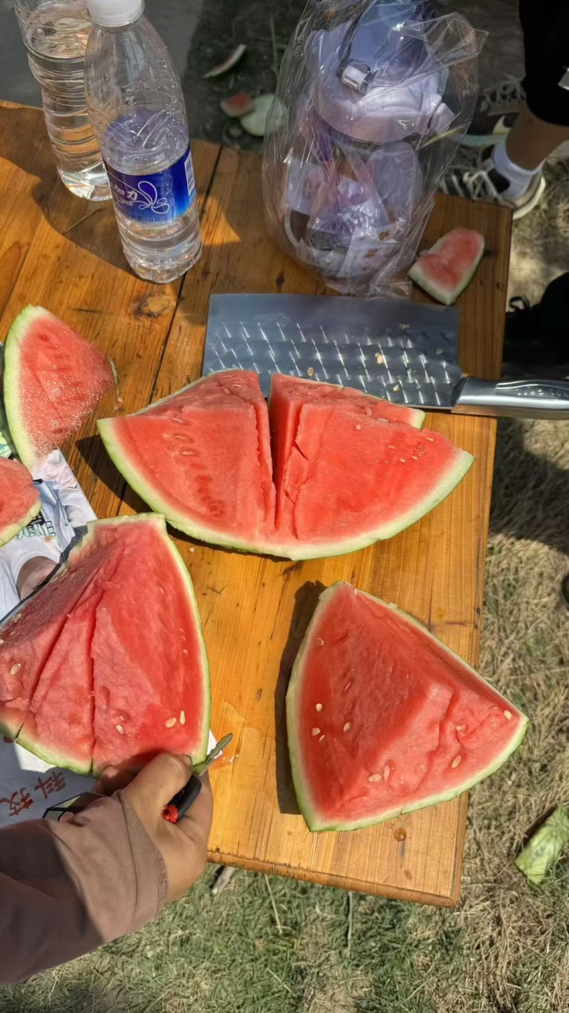 美都西瓜种子，防裂果抗水晶货品率高商品性好高端美都