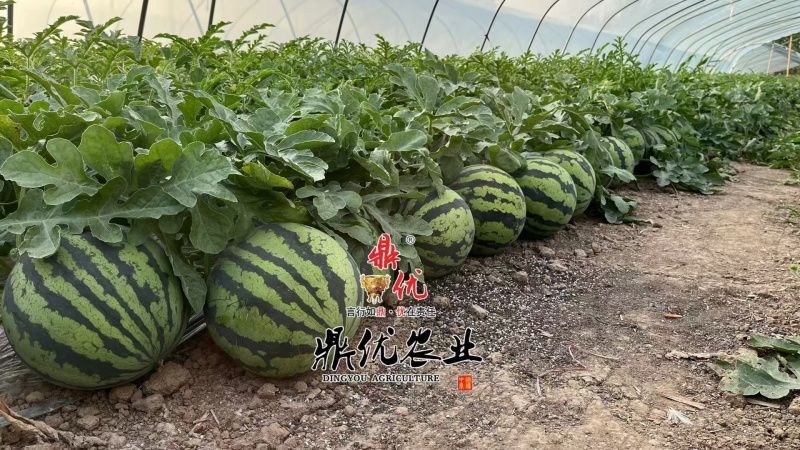 美都西瓜种子，防裂果抗水晶货品率高商品性好高端美都