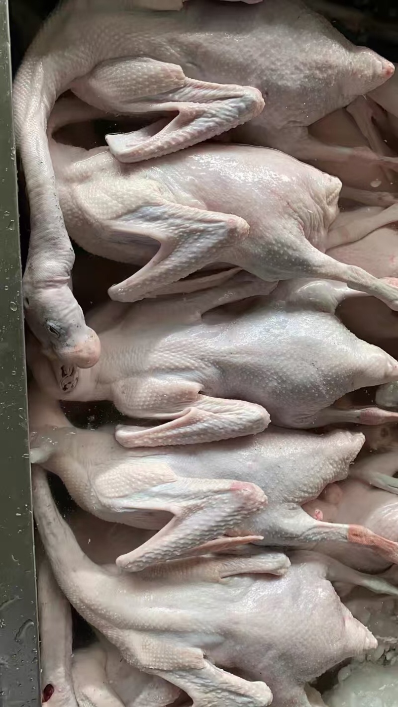 【鹅肉】广东黑棕鹅厂家直销欢迎各大老板咨询采购