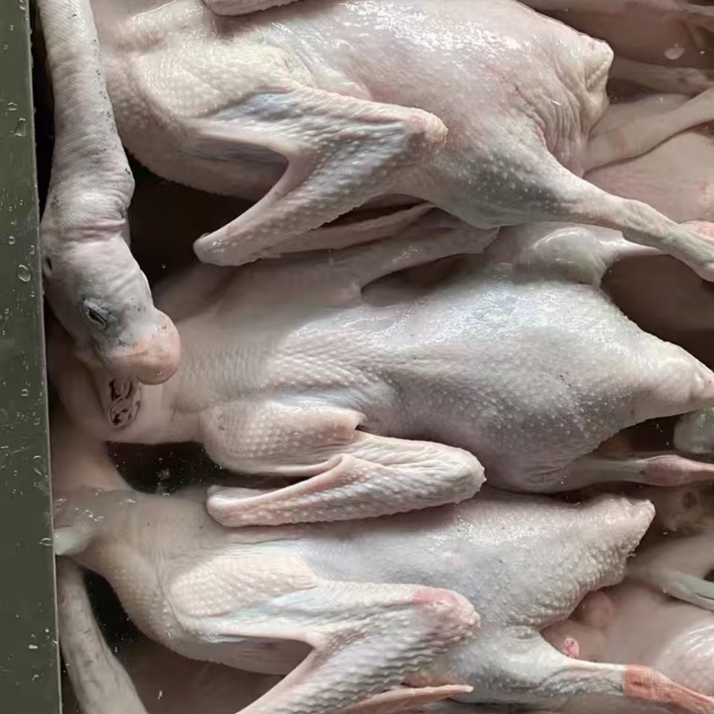 【鹅肉】广东黑棕鹅厂家直销欢迎各大老板咨询采购