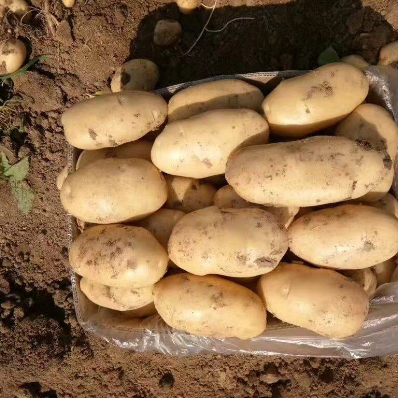 山东土豆荷兰十五土豆，一手货源，视频看货，对接商超市场