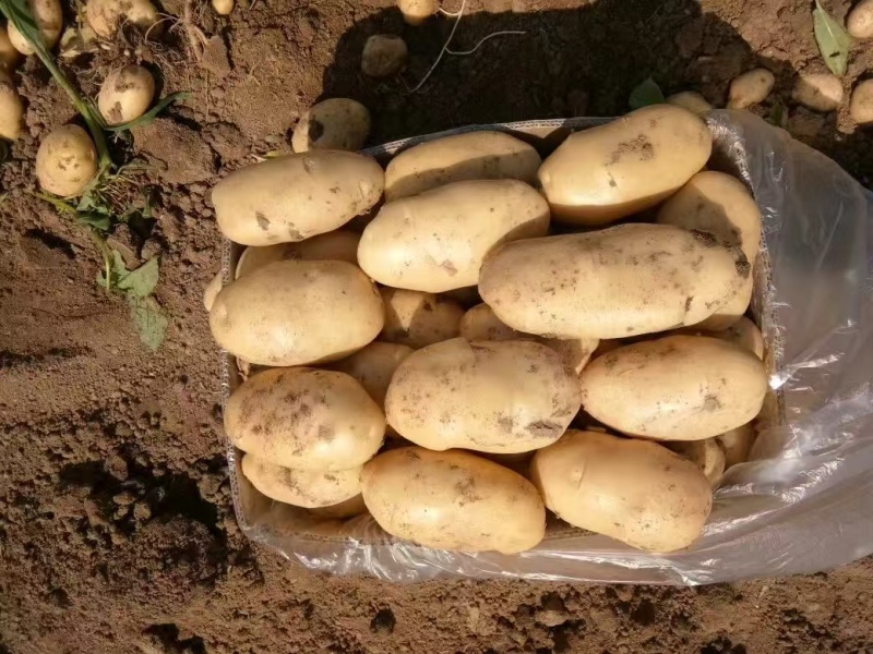 山东土豆荷兰十五土豆，一手货源，视频看货，对接商超市场