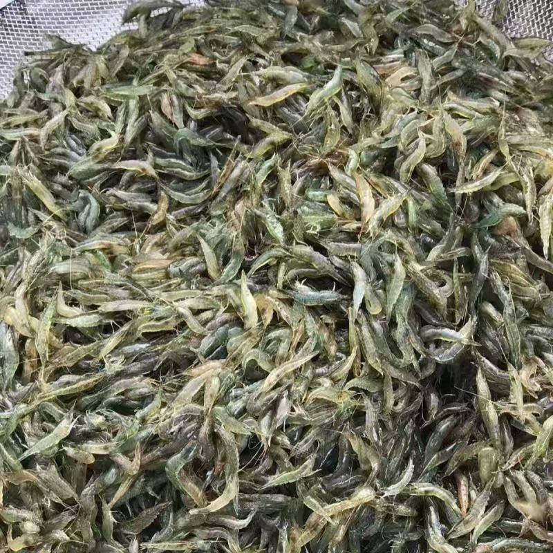黑壳虾草缸清洁虾乌龟龙鱼饲料除藻虾观赏虾工具虾草虾活体虾
