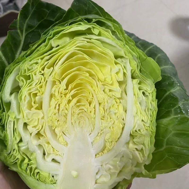 【推荐】邯郸精品甘蓝圆包菜价格美丽货源充足