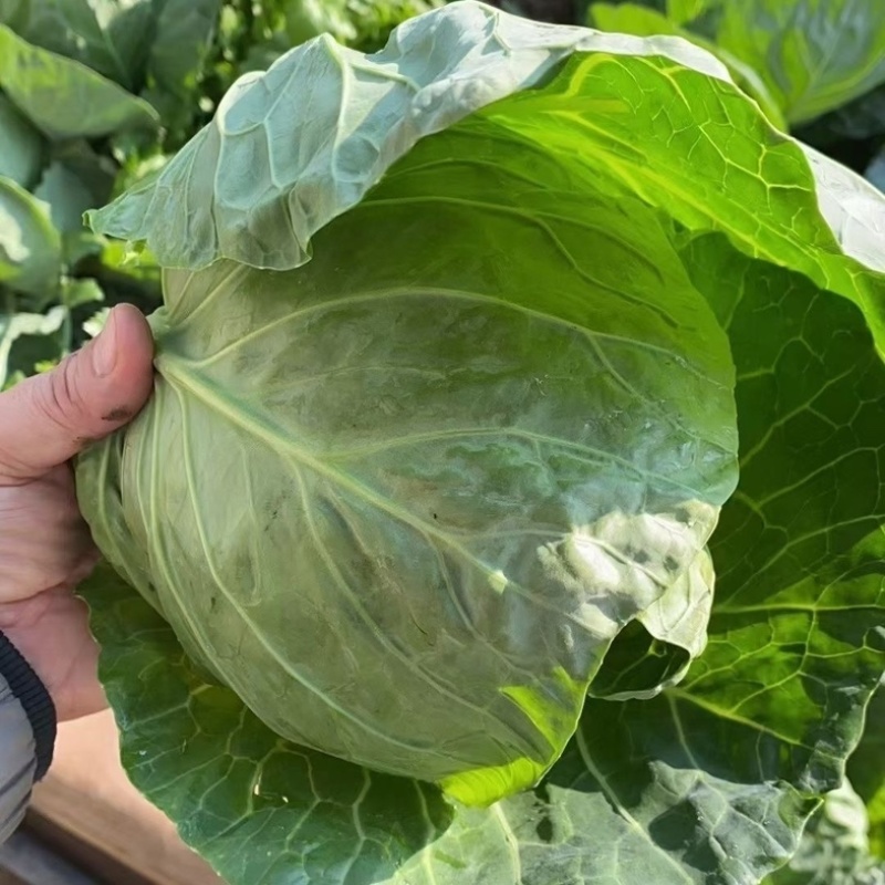 【推荐】邯郸精品甘蓝圆包菜价格美丽货源充足