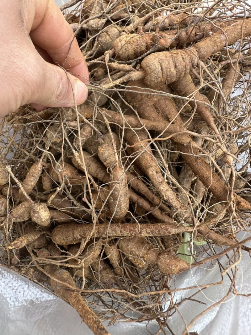 正宗白心白蔹猫儿卵子山地瓜(基地一手货源直供)