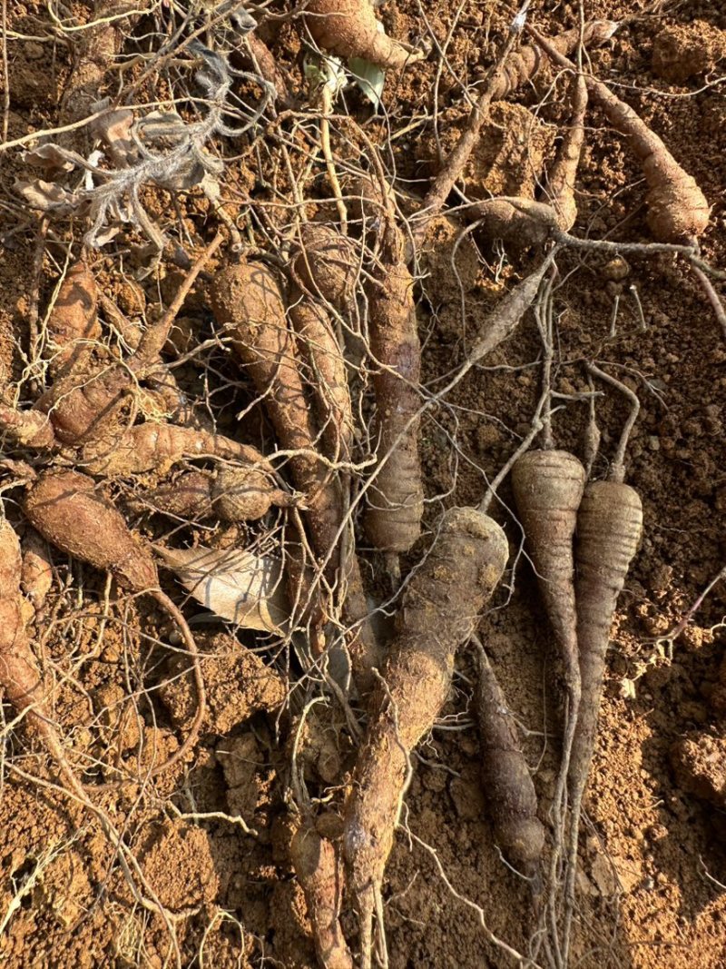 正宗白心白蔹猫儿卵子山地瓜(基地一手货源直供)