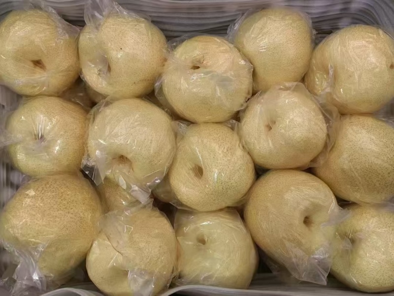 【酥梨】陕西渭南酥梨无黑点擦伤疤痕卖相好水分足口感酥脆