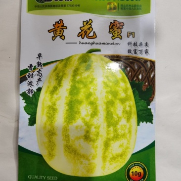 高糖薄皮甜瓜种黄花蜜阳甜九青甜二号早熟口感香甜耐运