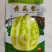 高糖薄皮甜瓜种黄花蜜阳甜九青甜二号早熟口感香甜耐运