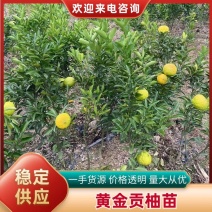 黄金贡柚苗湖南基地直发，量大从优，一手货源包活坏苗包赔。