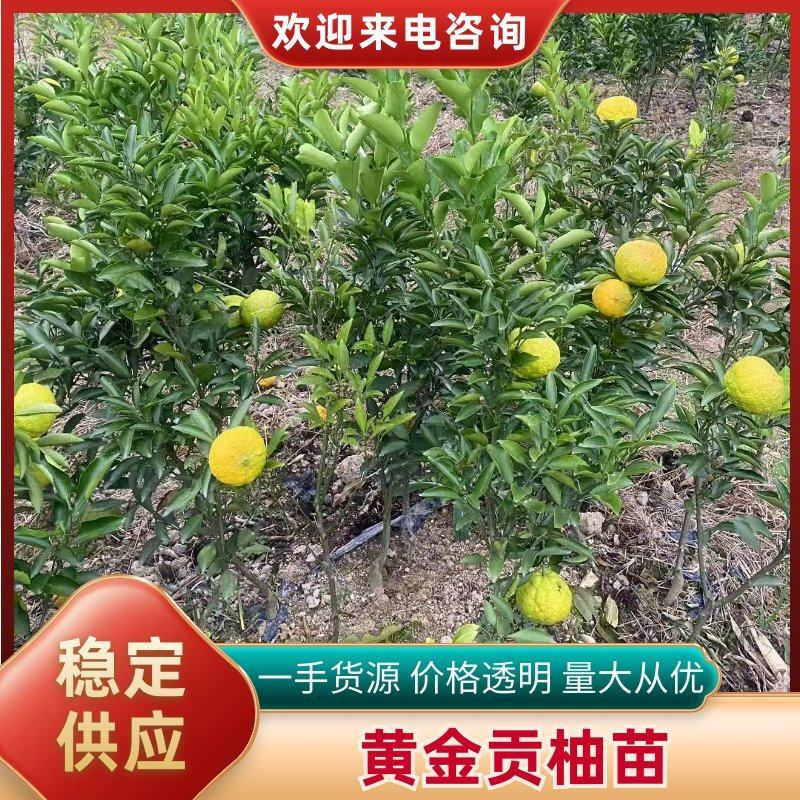 黄金贡柚苗湖南基地直发，量大从优，一手货源包活坏苗包赔。