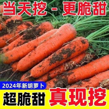 【广东清远市发货：胡萝卜批发】