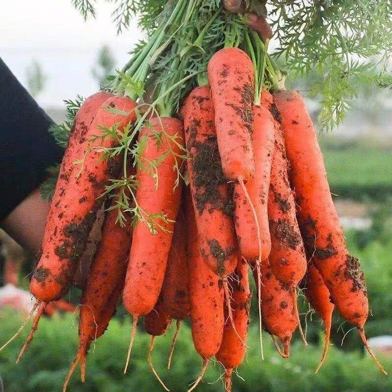 【广东清远市发货：胡萝卜批发】