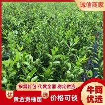 黄金贡柚苗，产地直发，量大电联，包活，量大价优
