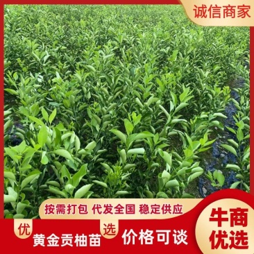 黄金贡柚苗，产地直发，量大电联，包活，量大价优