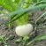 盘菜，芜菁