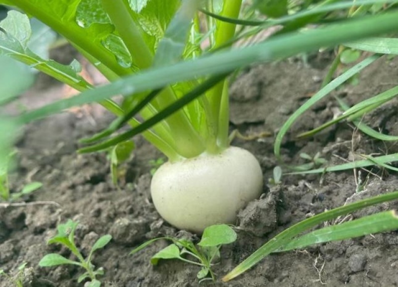 盘菜，芜菁