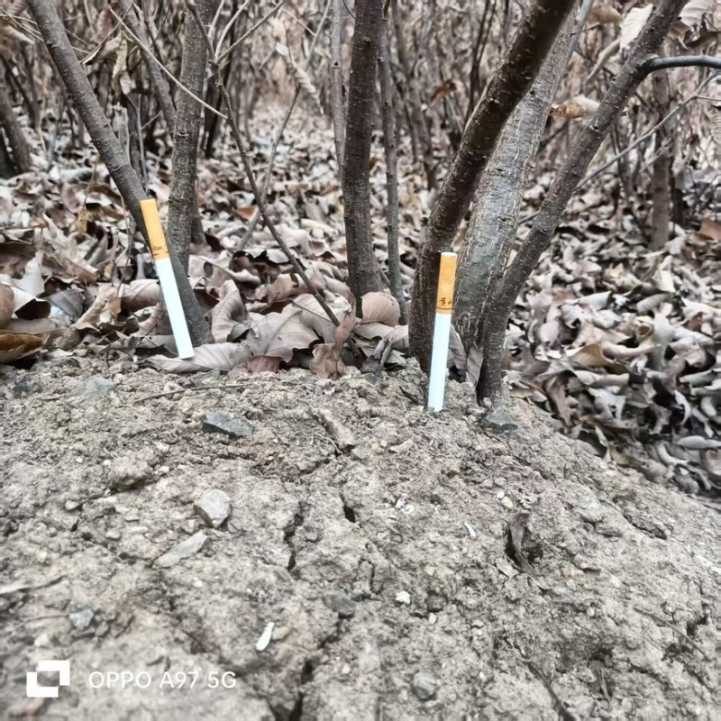 橡树苗，又称麻栎树苗规格大小齐全货量充足保成活率