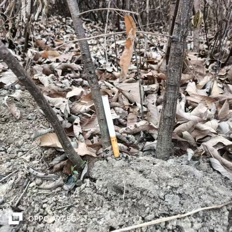橡树苗，又称麻栎树苗规格大小齐全货量充足保成活率