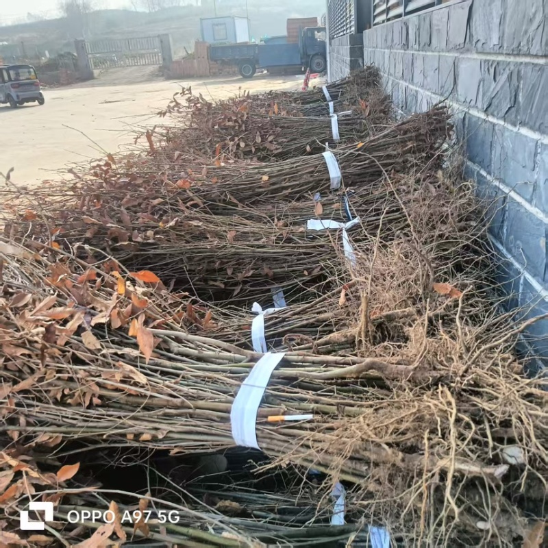 橡树苗，又称麻栎树苗规格大小齐全货量充足保成活率