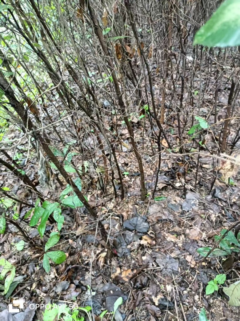 橡树苗，又称麻栎树苗规格大小齐全货量充足保成活率