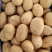 土豆沃土产地直供大量有货品质保证