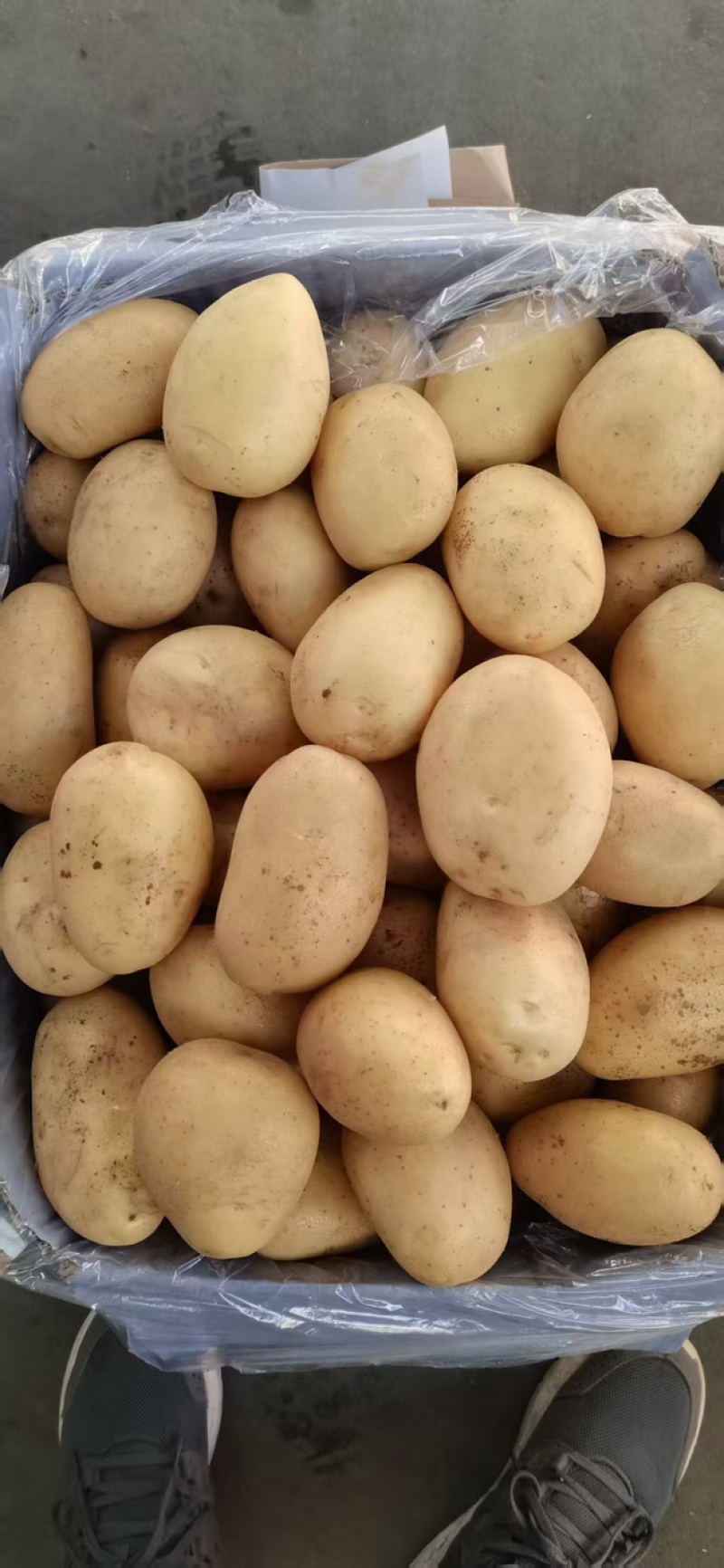 土豆沃土产地直供大量有货品质保证