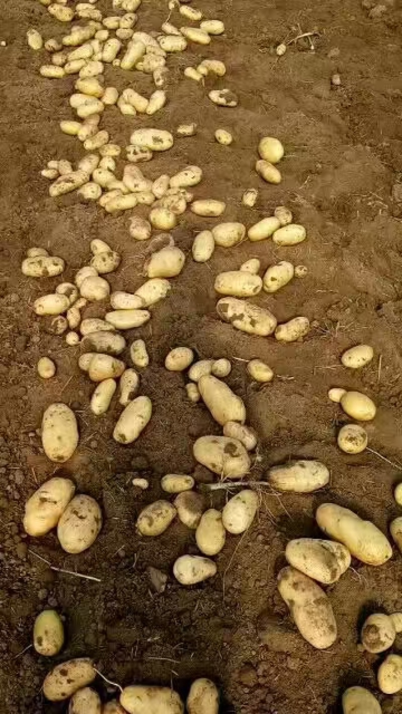 精品土豆沃土5号一手货源，货量充足，视频看货，对接商超市场