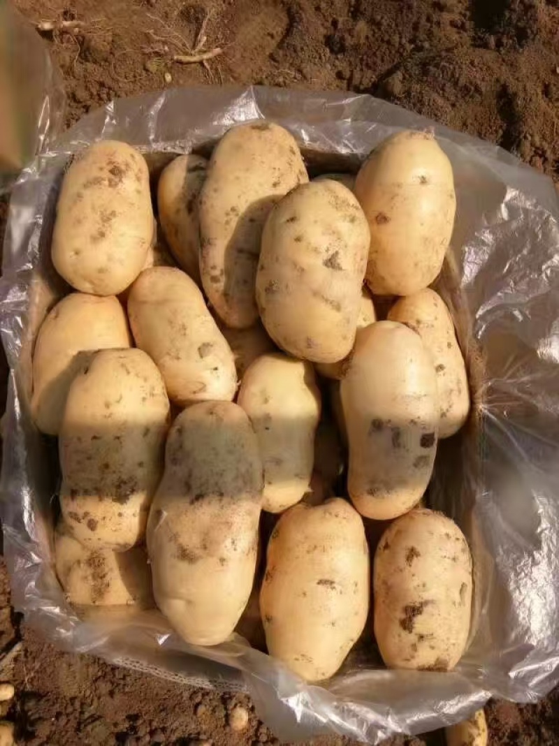 精品土豆沃土5号一手货源，货量充足，视频看货，对接商超市场