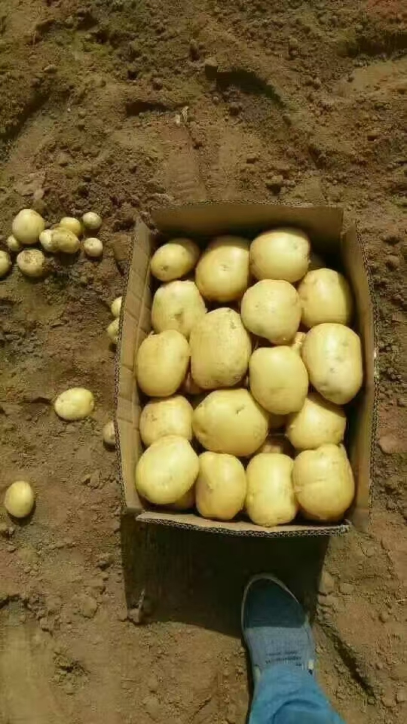 精品土豆沃土5号一手货源，货量充足，视频看货，对接商超市场