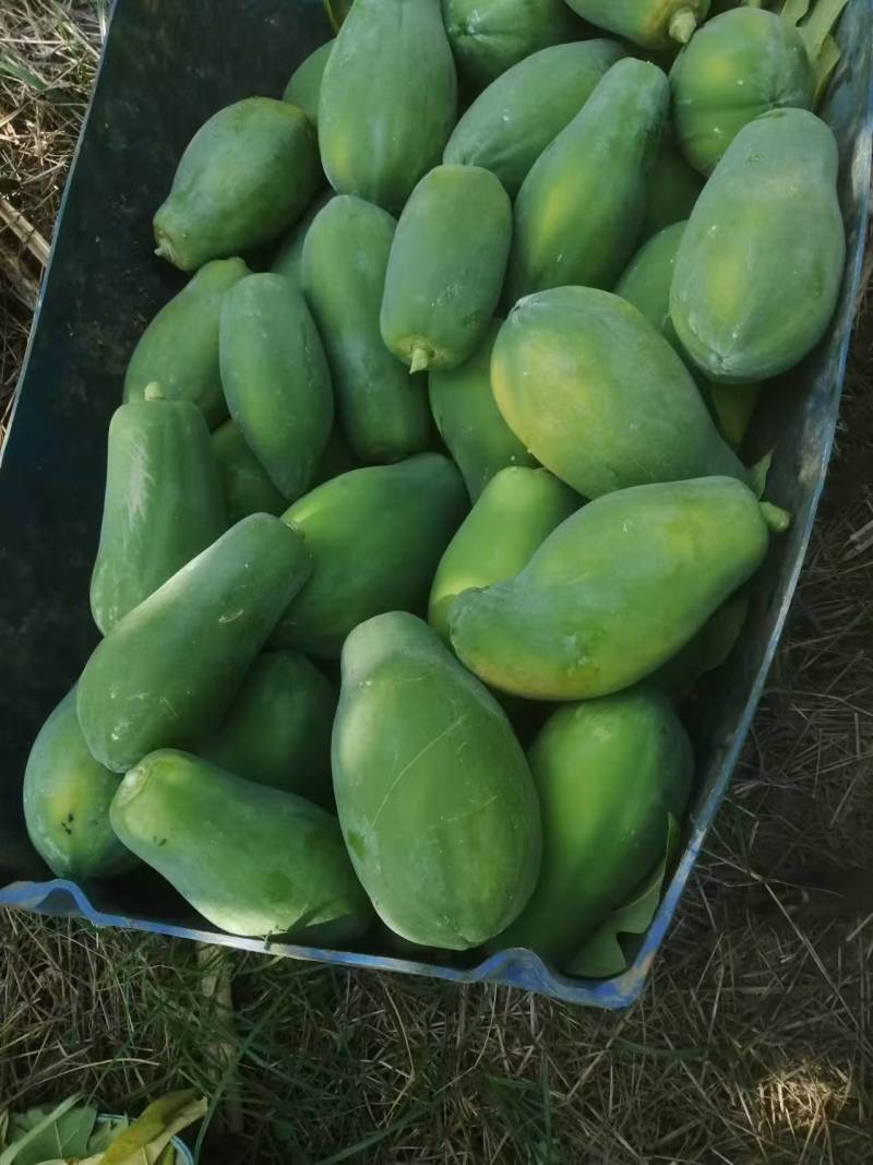大青红肉广西水果木瓜冰糖矮化红心四季当年种植当年结果超矮