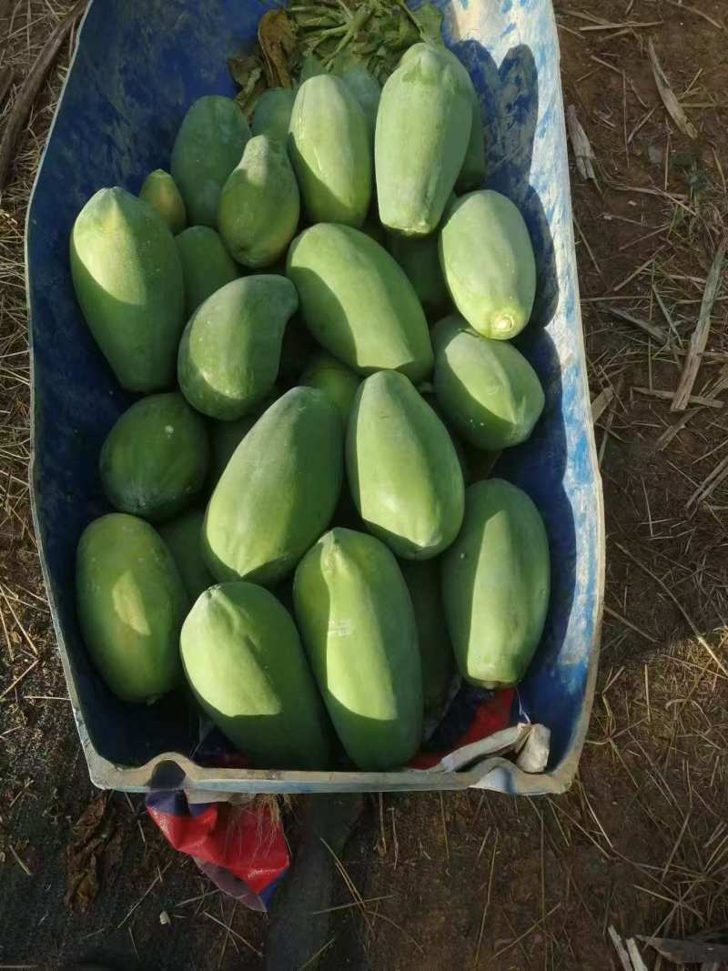 大青红肉广西水果木瓜冰糖矮化红心四季当年种植当年结果超矮