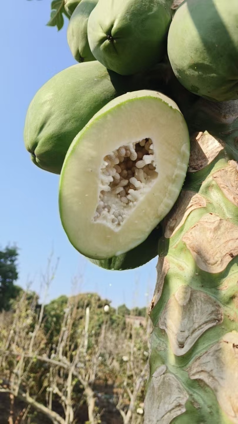 大青红肉广西水果木瓜冰糖矮化红心四季当年种植当年结果超矮