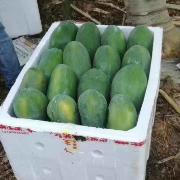 大青红肉广西水果木瓜冰糖矮化红心四季当年种植当年结果超矮