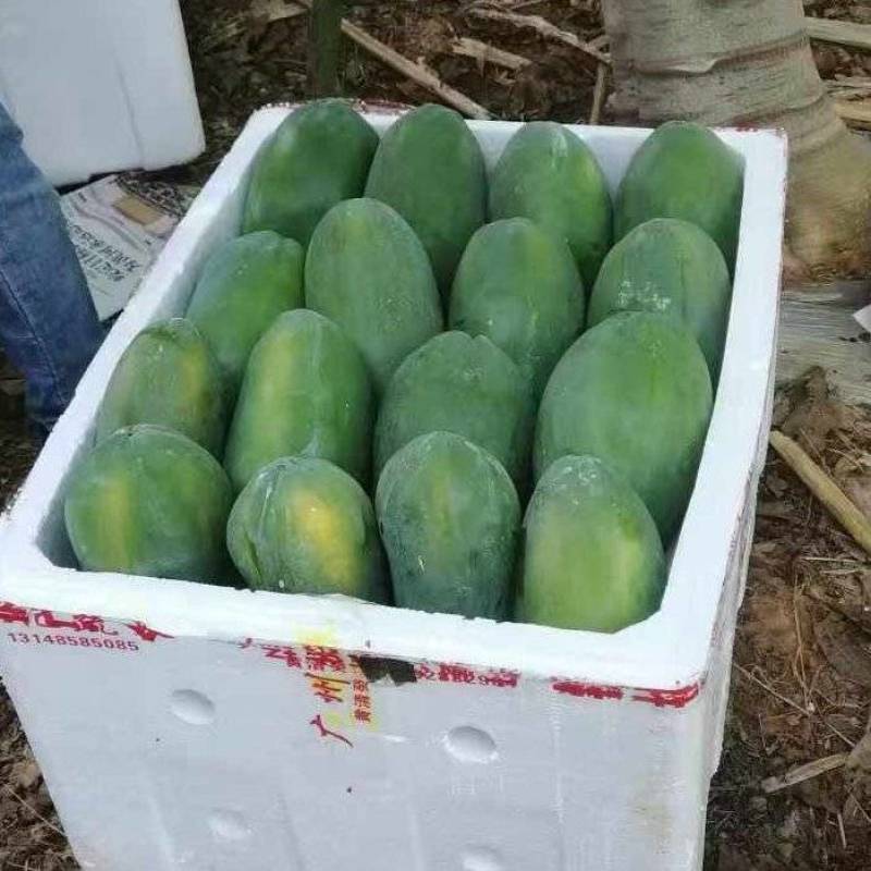 大青红肉广西水果木瓜冰糖矮化红心四季当年种植当年结果超矮