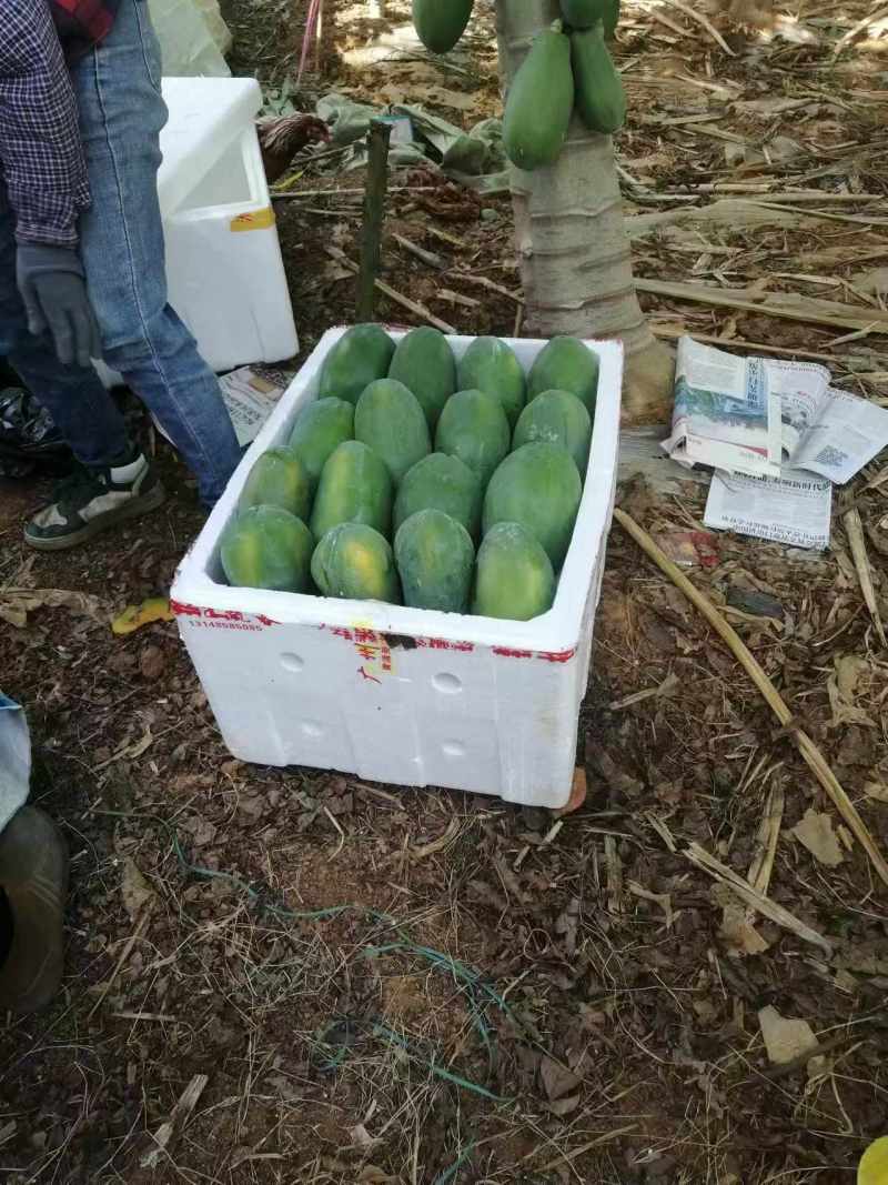 大青红肉广西水果木瓜冰糖矮化红心四季当年种植当年结果超矮