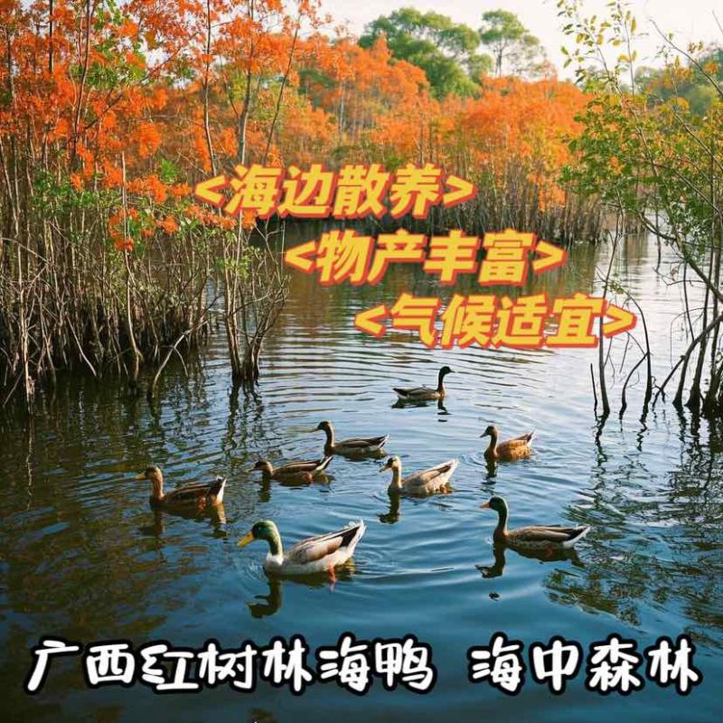 广西红树林烤海鸭蛋，北海烤海鸭蛋