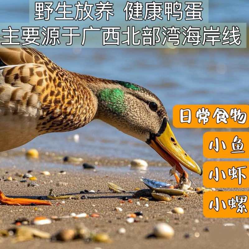 广西红树林烤海鸭蛋，北海烤海鸭蛋