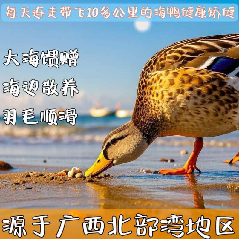 广西红树林烤海鸭蛋，北海烤海鸭蛋