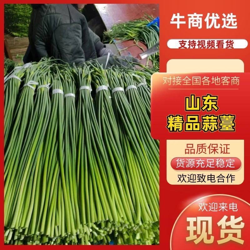 精品蒜薹山东临沂蒜薹，产地直发，品质保证，可视频看货