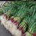 【优质推荐】红根蒜苗无蓝粉可加工水洗供应全国各大市场商超