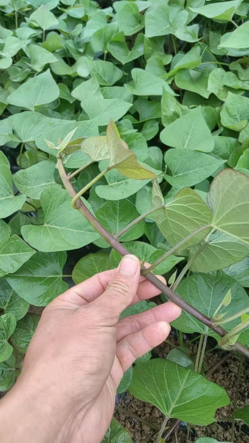 秦薯五号红薯苗自家培育高代脱毒产量高成活率高货量大现场看